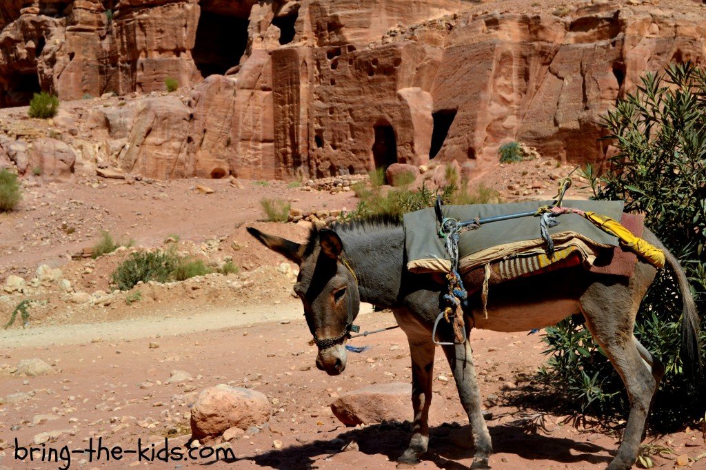 donkey in petra