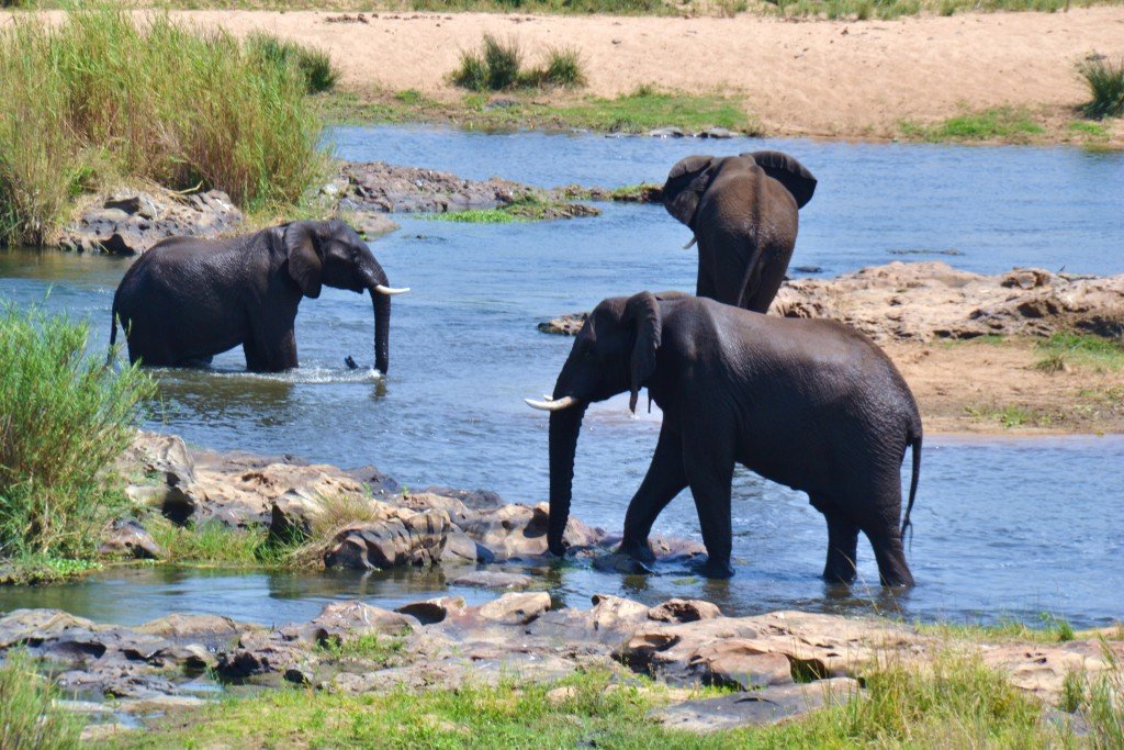 elephants at watering hole