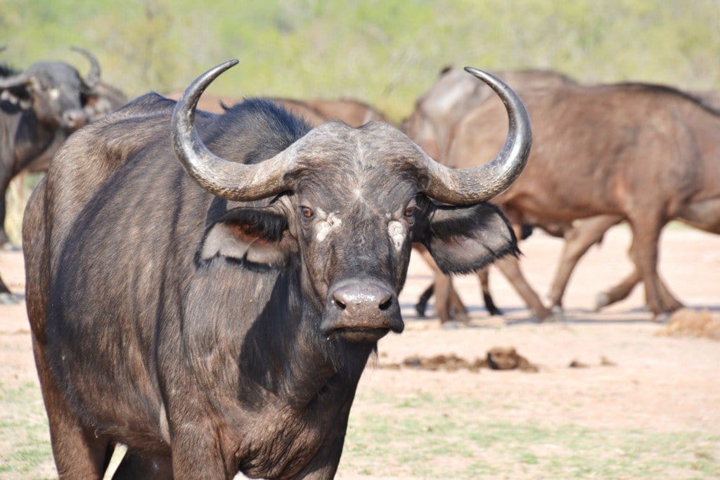 cape buffalo