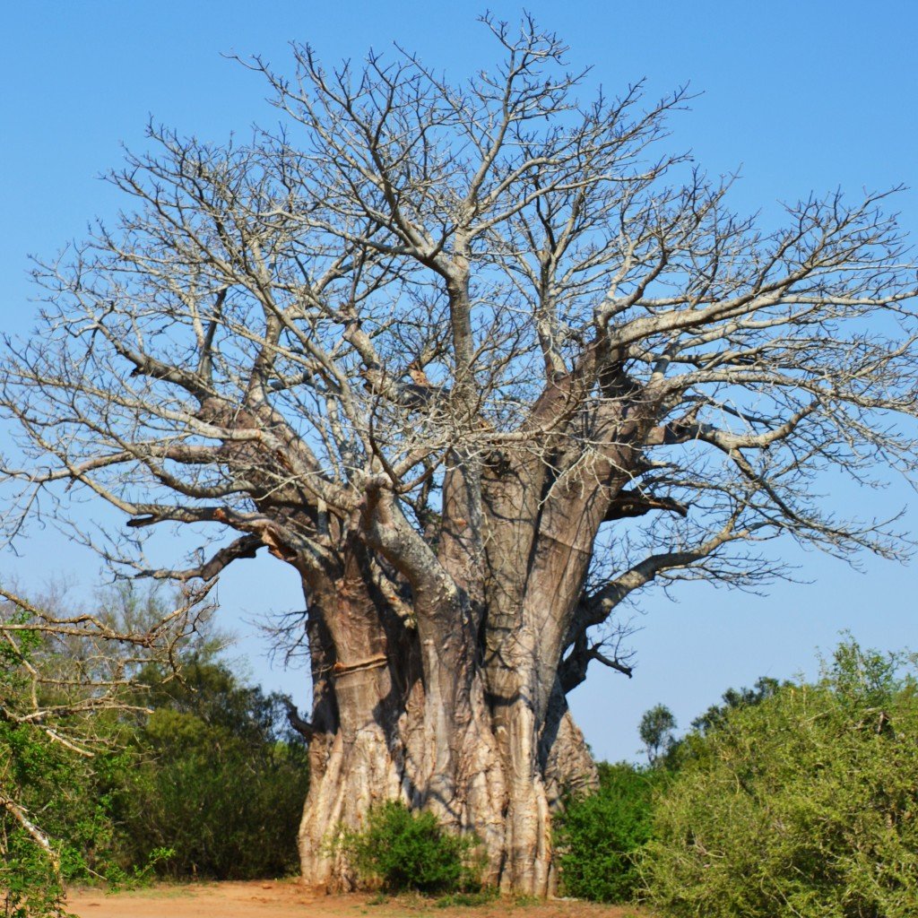 baobab tree africa