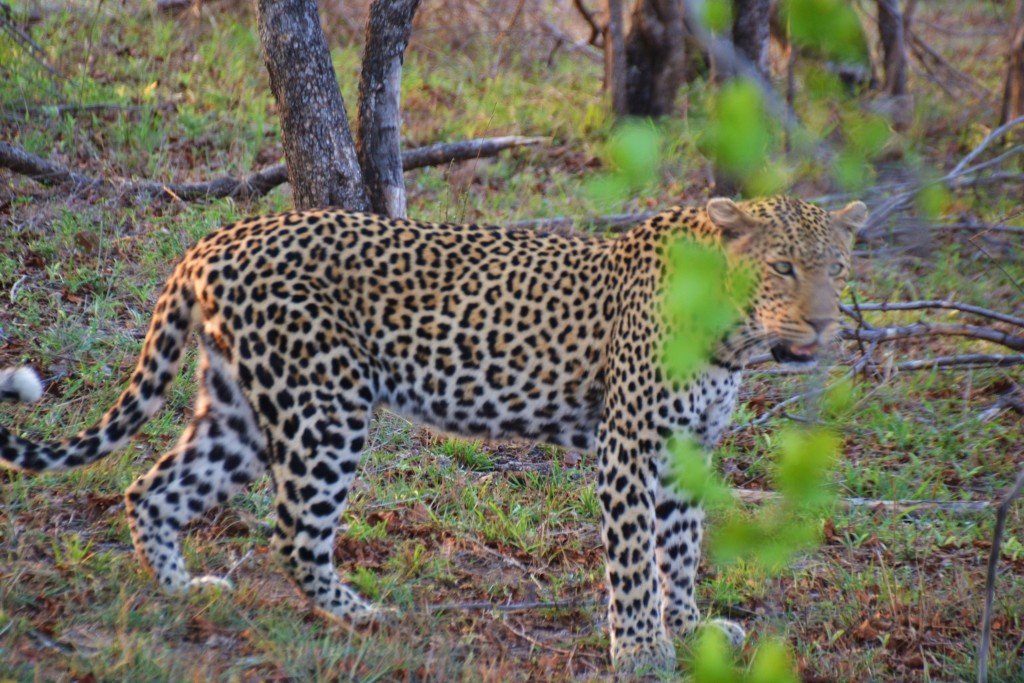 leopard on safari