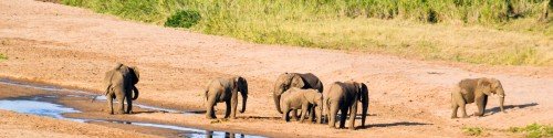 elephants at watering hole