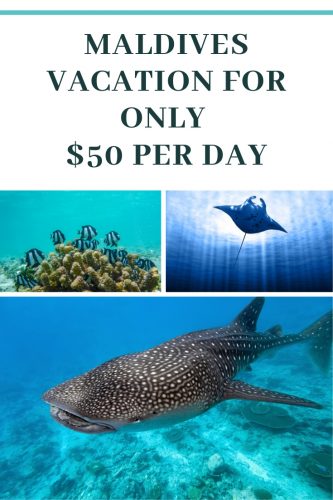 maldives whale sharks manta rays underwaterlife