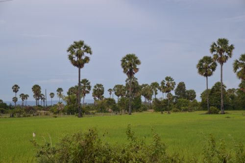 Cambodia Rice Field View with Palms