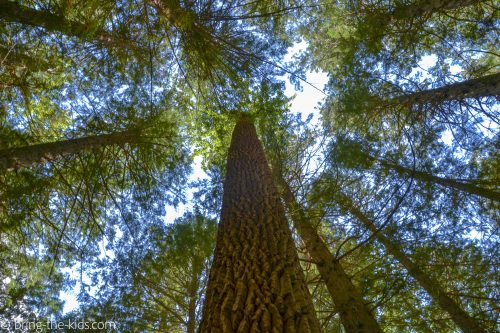 cedar tree, trail of the cedars