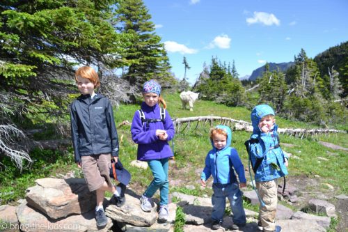 hiking kids with mountain goat, mountain goat