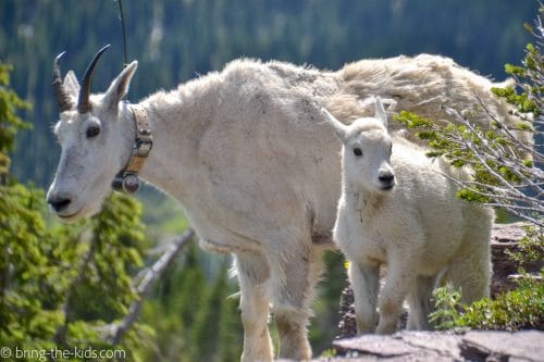 mountain goat mom and baby