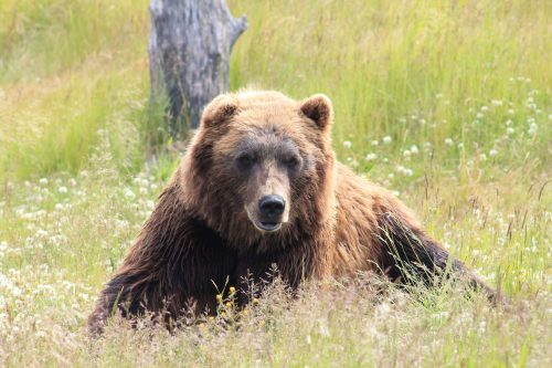 bear in meadow