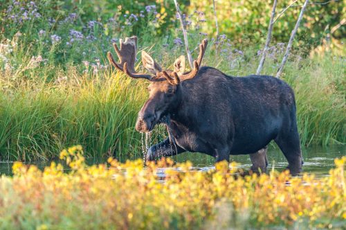 moose in marsh