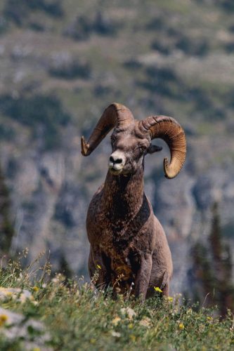 big horn sheep