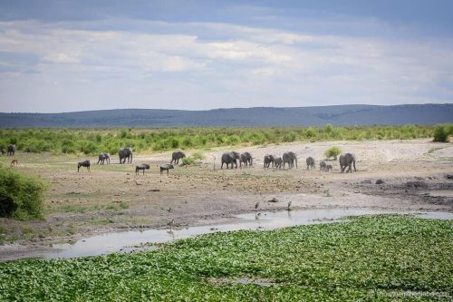 family safari