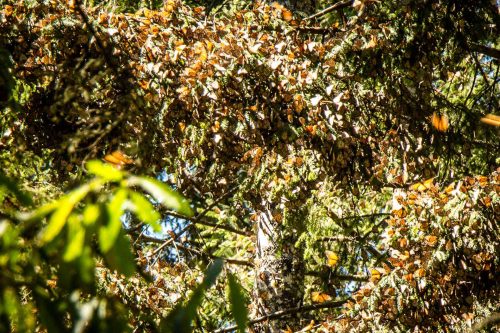 monarch butterfly migration