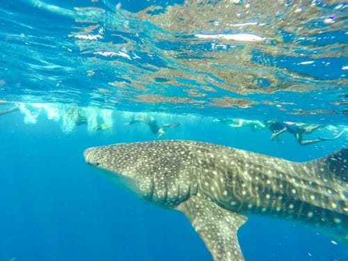 whale shark maldives with teens