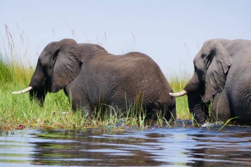 okavango delta with teens