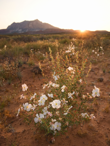 Guadalupe mountains flowers