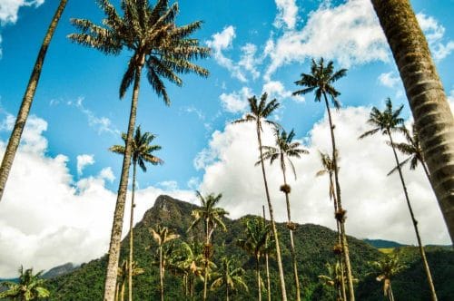 cocora valley with teens