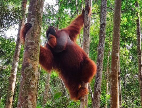 orangutan trekking with teens