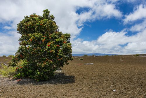 Devastation Trail in Hawaii Volcanoes National Park in Hawaii, United States