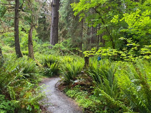 The hoh rainforest with kids