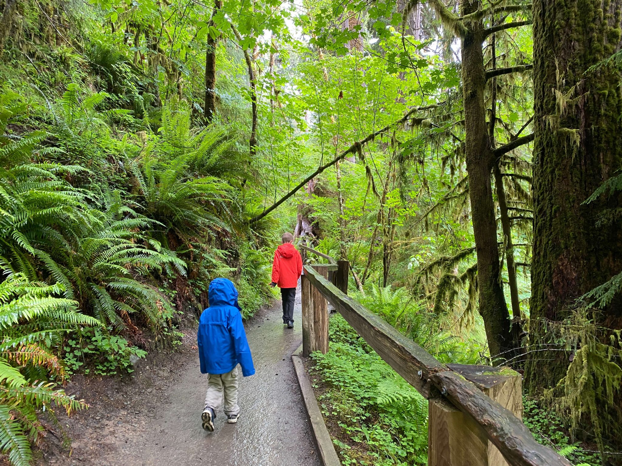 9 Incredible Olympic National Park Hikes For Kids Adventure Travel Family