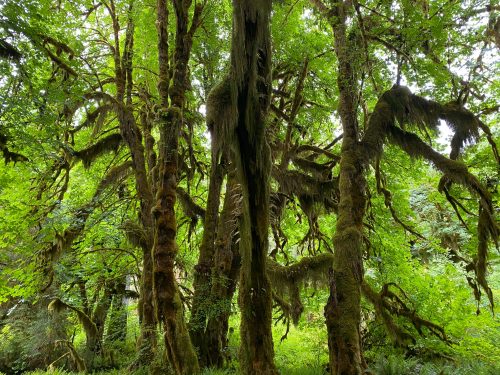 Hall of Mosses hike with kids