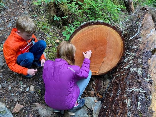 counting tree rings in Olympic National park