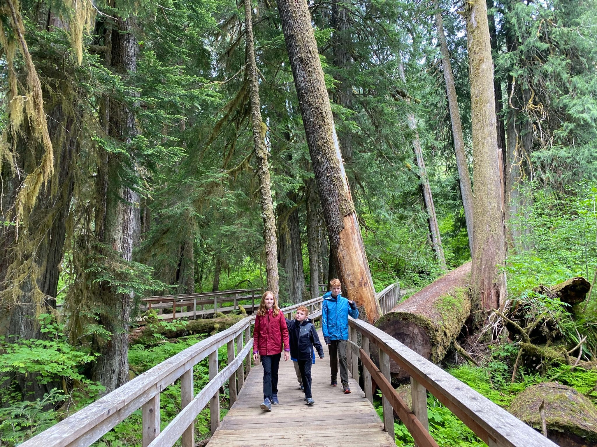 grove of the patriarchs hike with kids