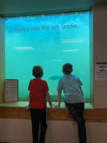 underwater fish lock viewing