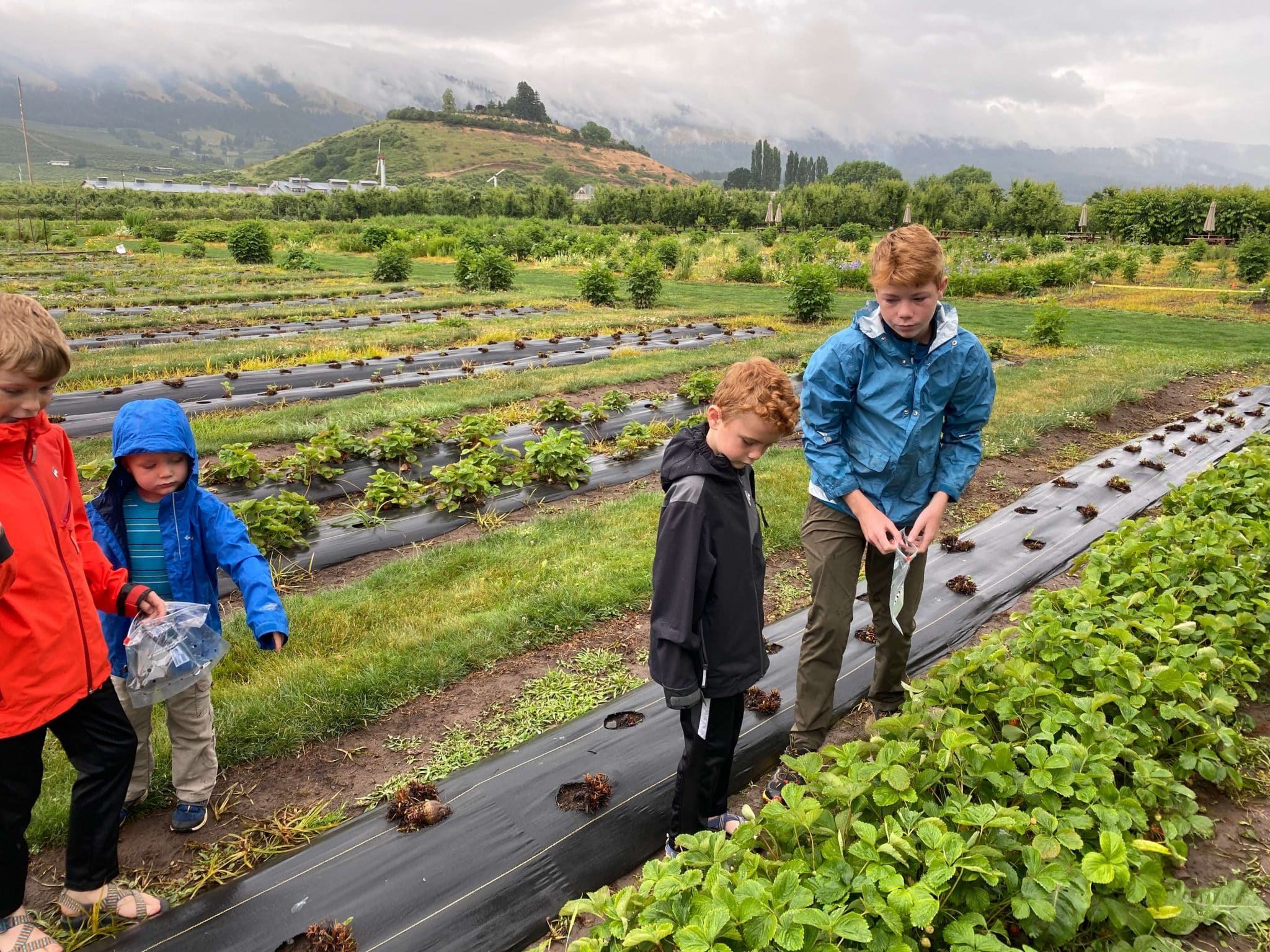 gorge white house berry picking