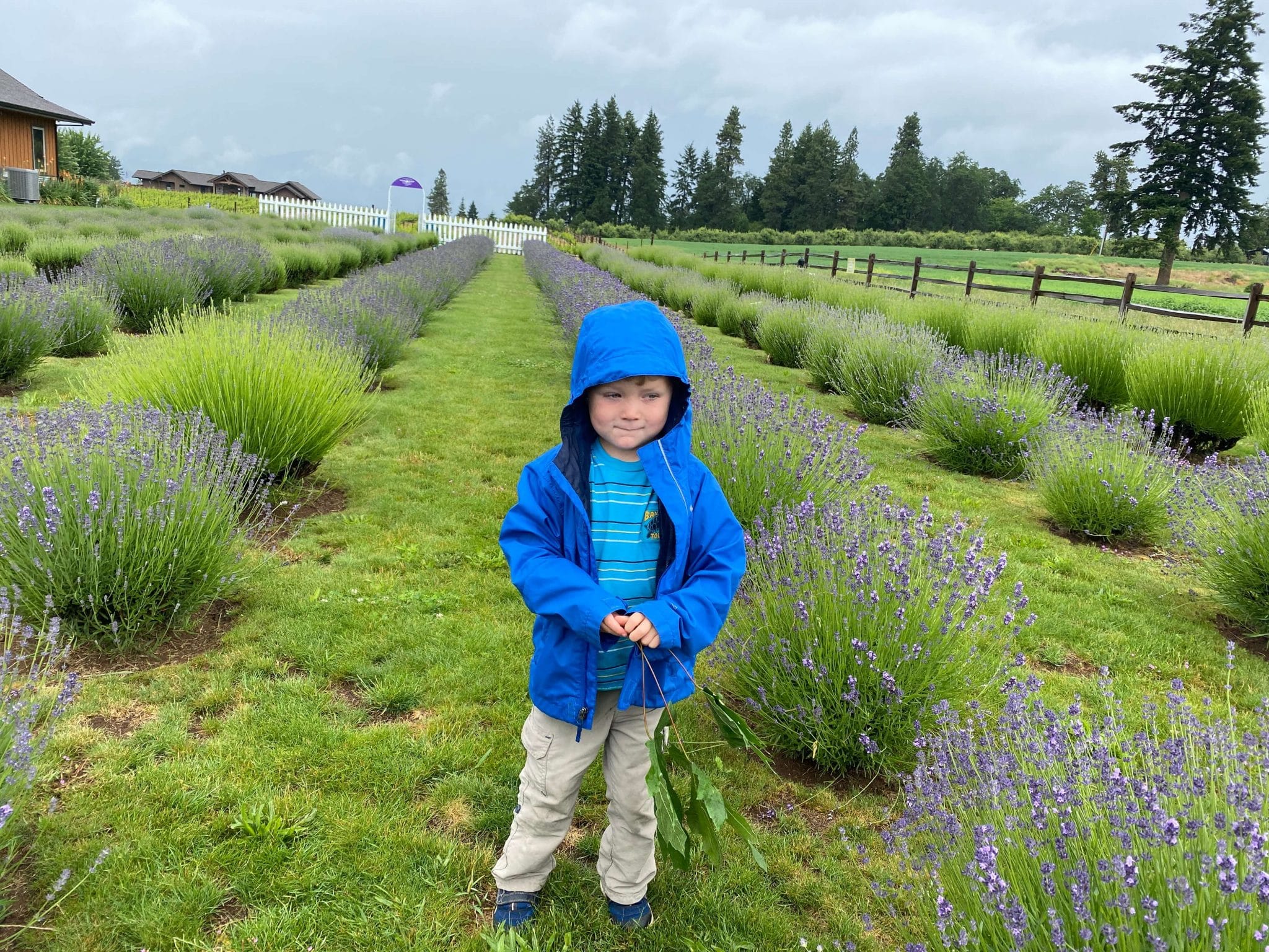 lavander valley farms