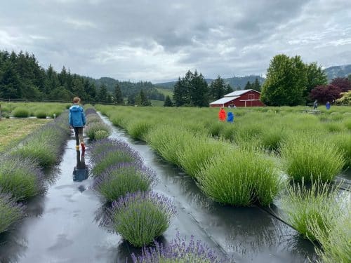 hood river fruit loop with kids