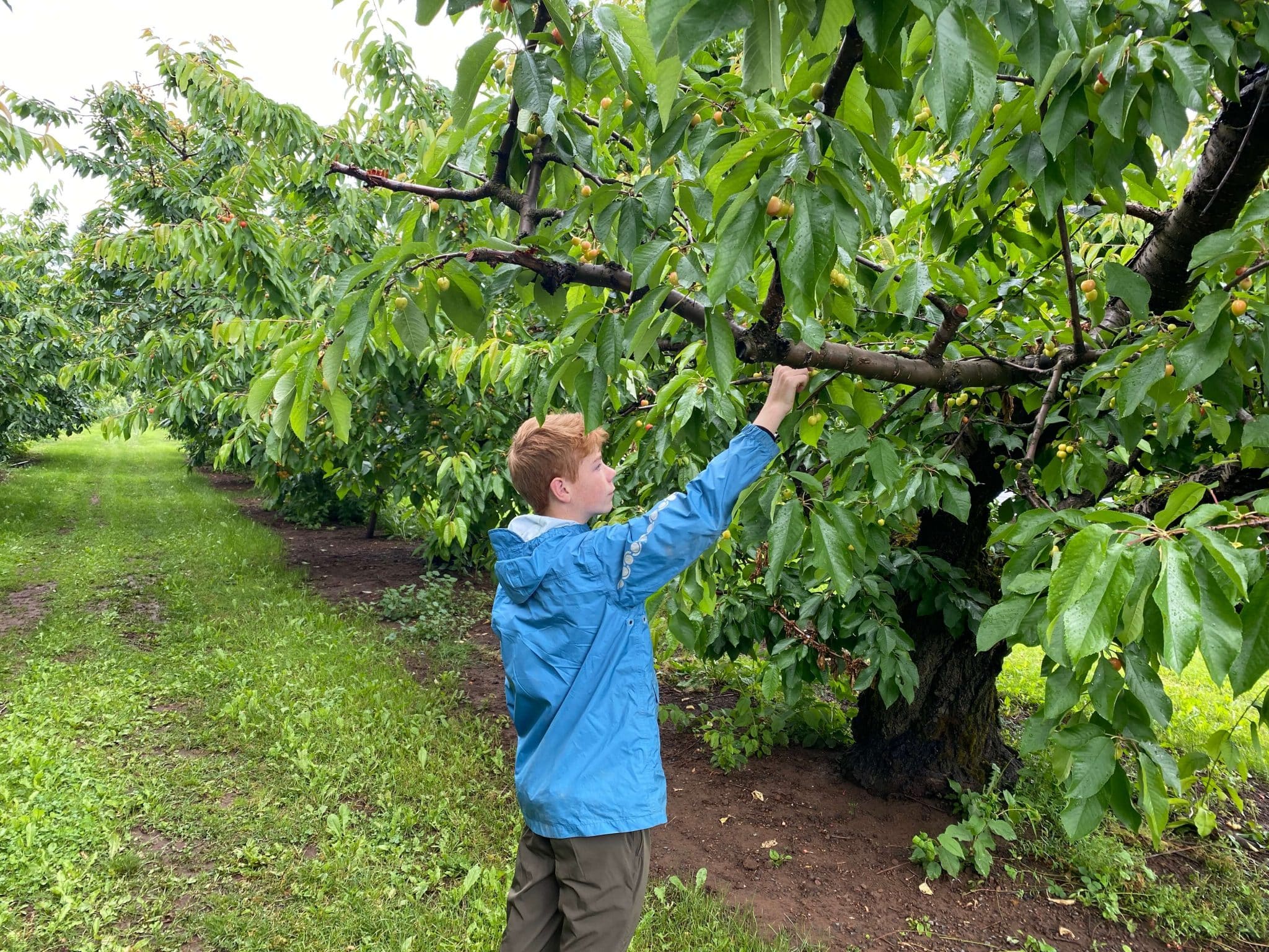 fruit picking draper girls country farm