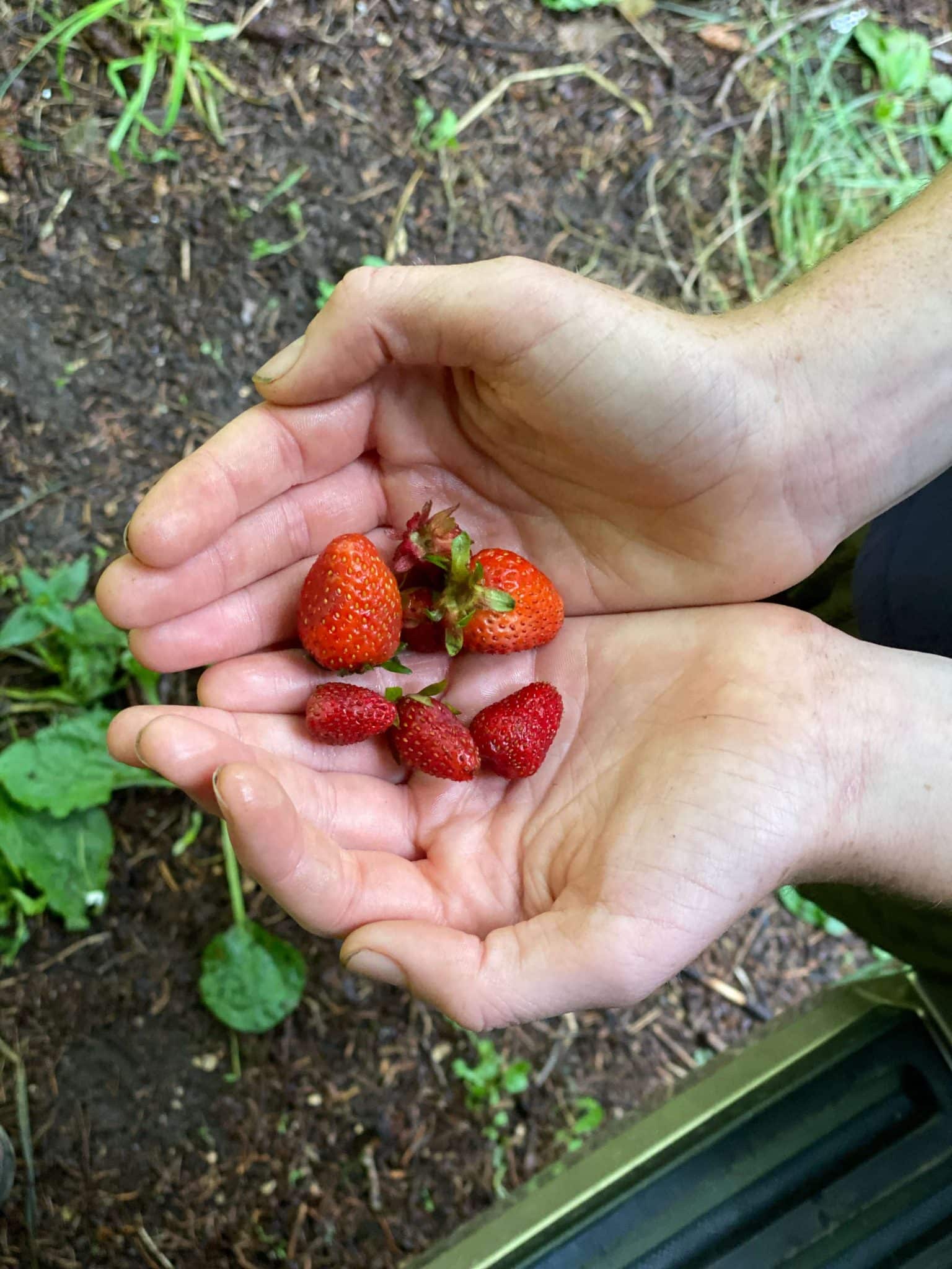 strawberry picking fruit loop oregon