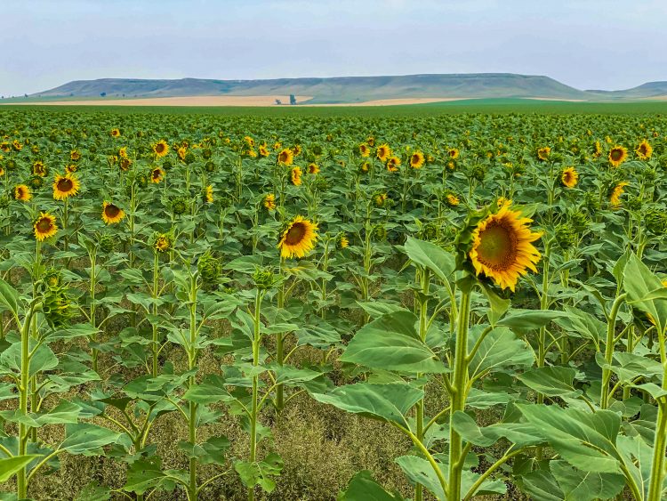 north dakota sunflowers regent