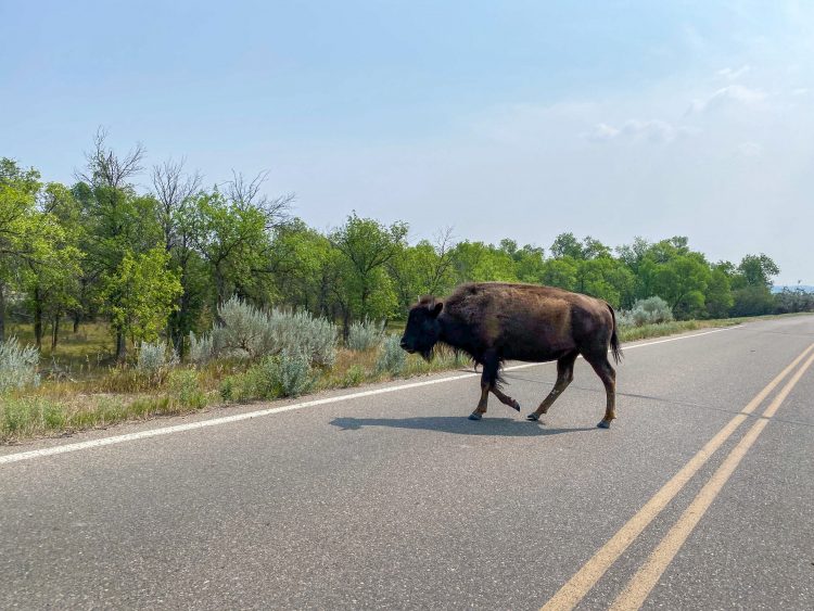 driving theodore roosevelt natinoal park