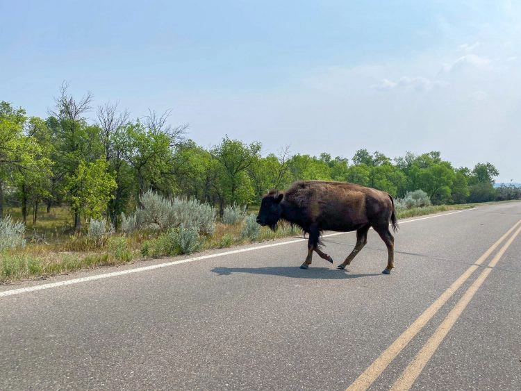 driving theodore roosevelt natinoal park