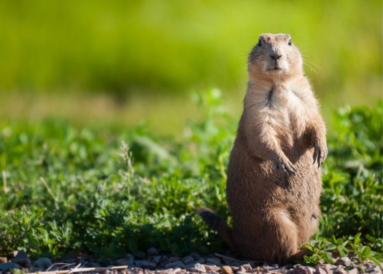 Prairie dog town TRNP