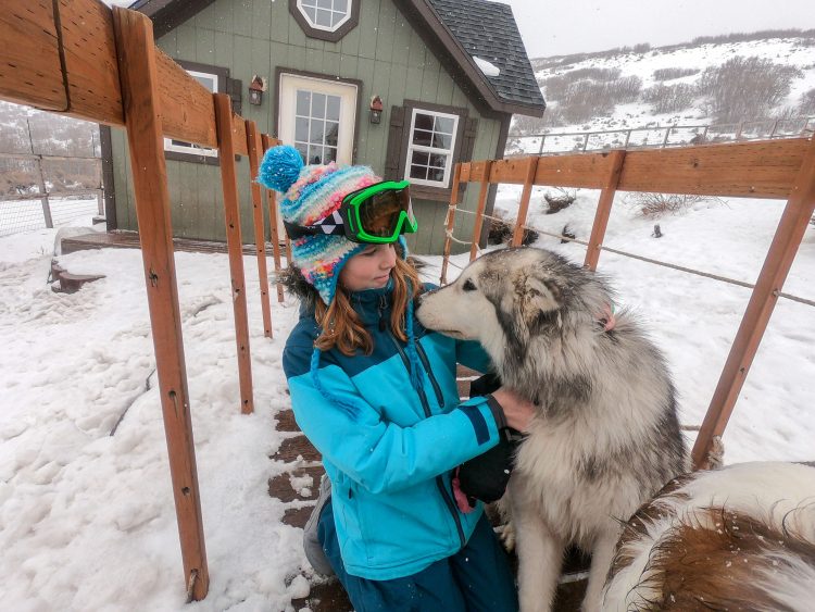 lunas lobos dog sledding park city