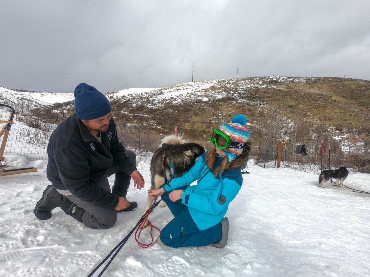 lunas lobos dog sledding park city