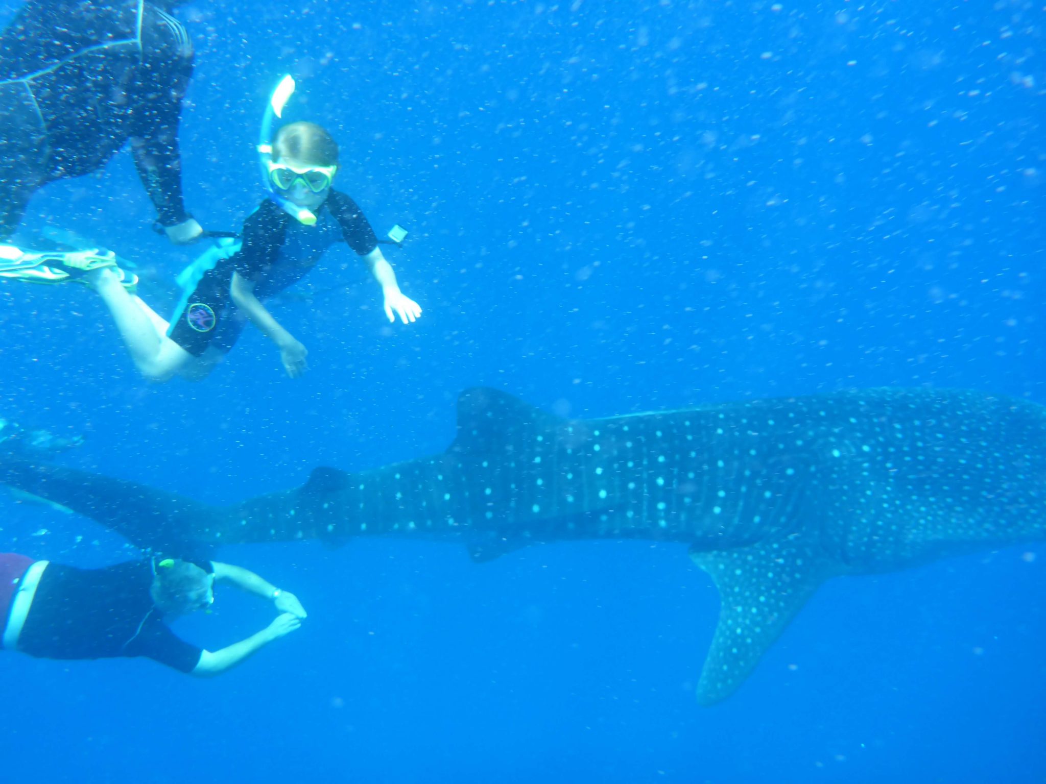 kids snorkeling with a whaleshark