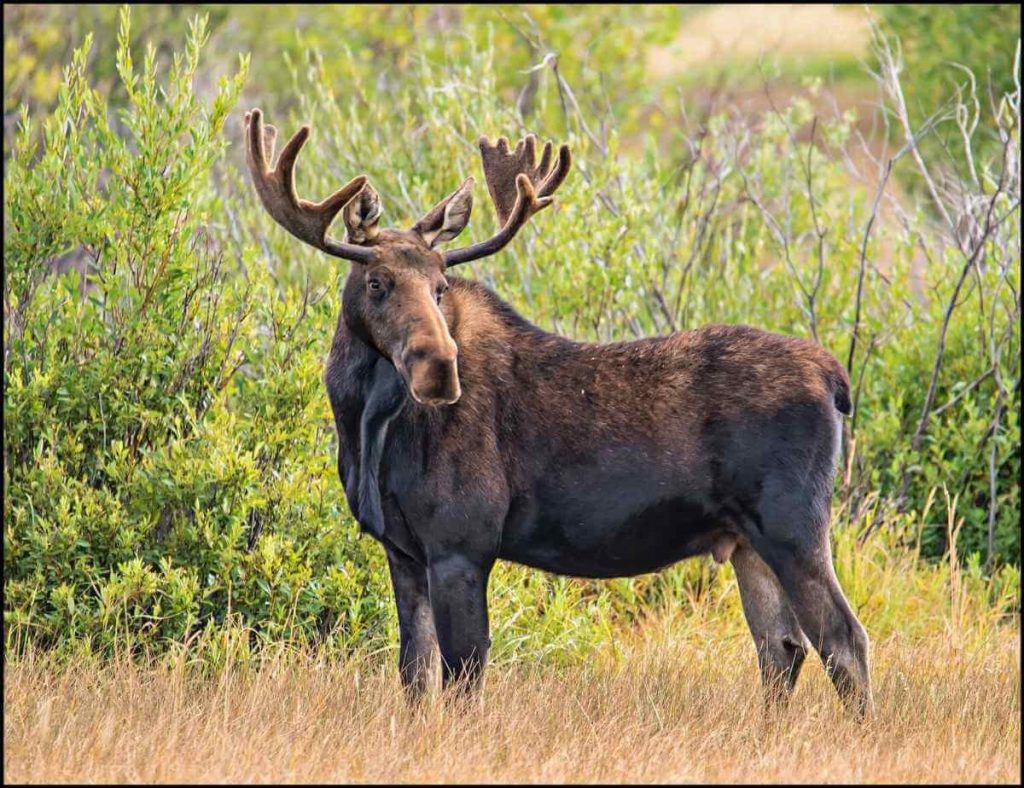 moose while camping