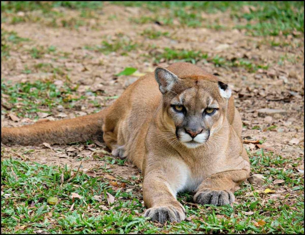 mountain lion while camping