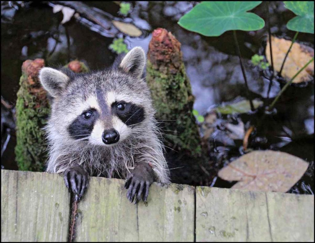 raccoon at picnic table