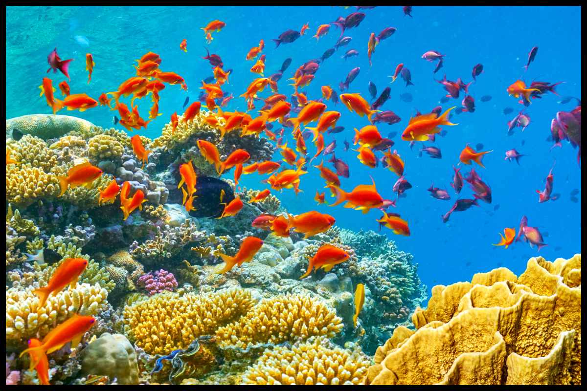 snorkeling red sea