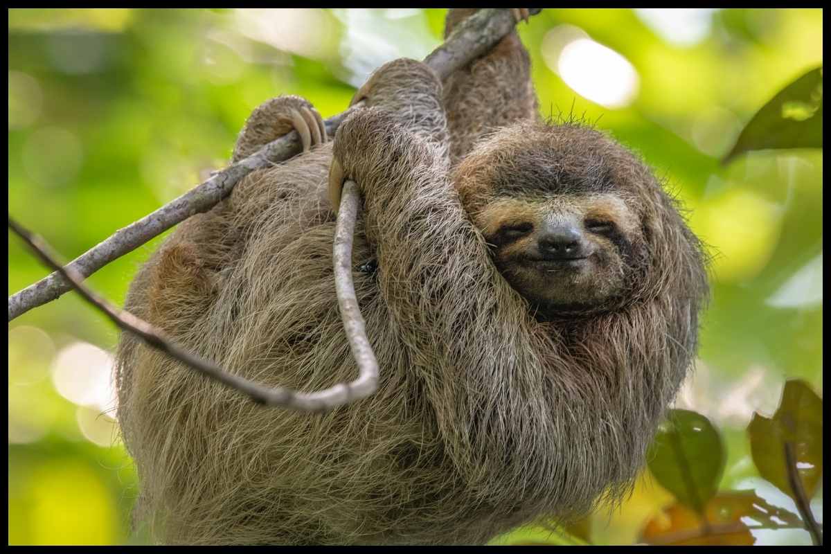 sloth