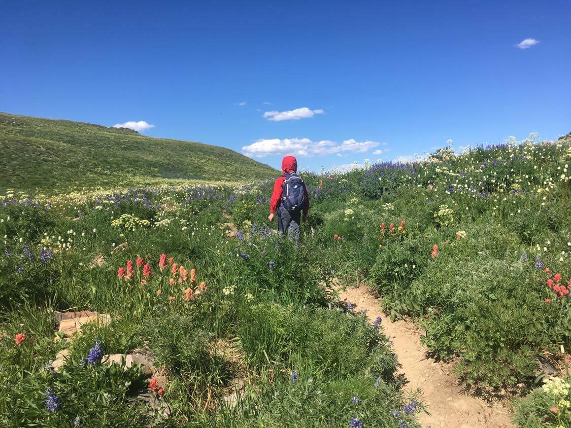 utah hiking wildflowers